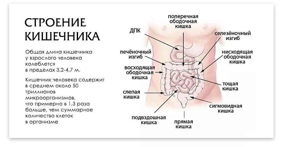 Боли в кишечнике: признаки, симптомы и что делать