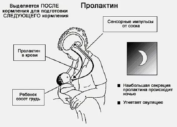 Месячные после родов при грудном вскармливании: когда начнуться