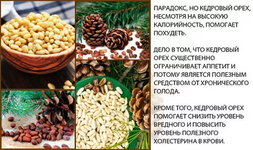 Полезные свойства кедровых орехов