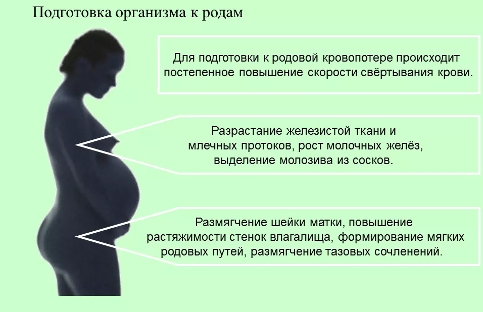 Распознаем появление предвестников родов у повторнородящих и первородящих   женщин